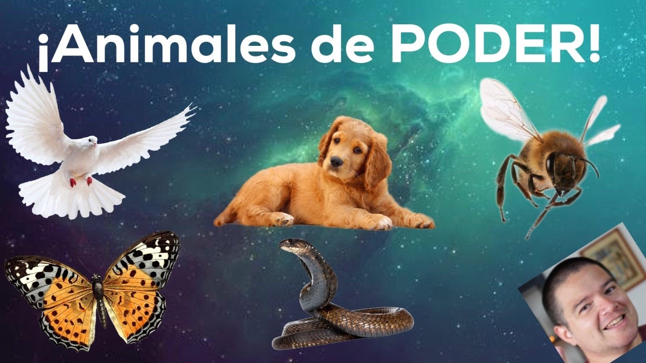 Conoce tus animales de poder y espíritu: Paloma,  Abeja, Serpiente, Perro, y Mariposa