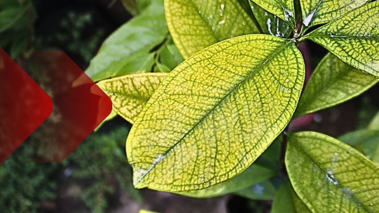 Folhas AMARELAS nas plantas, como resolver FÁCIL
