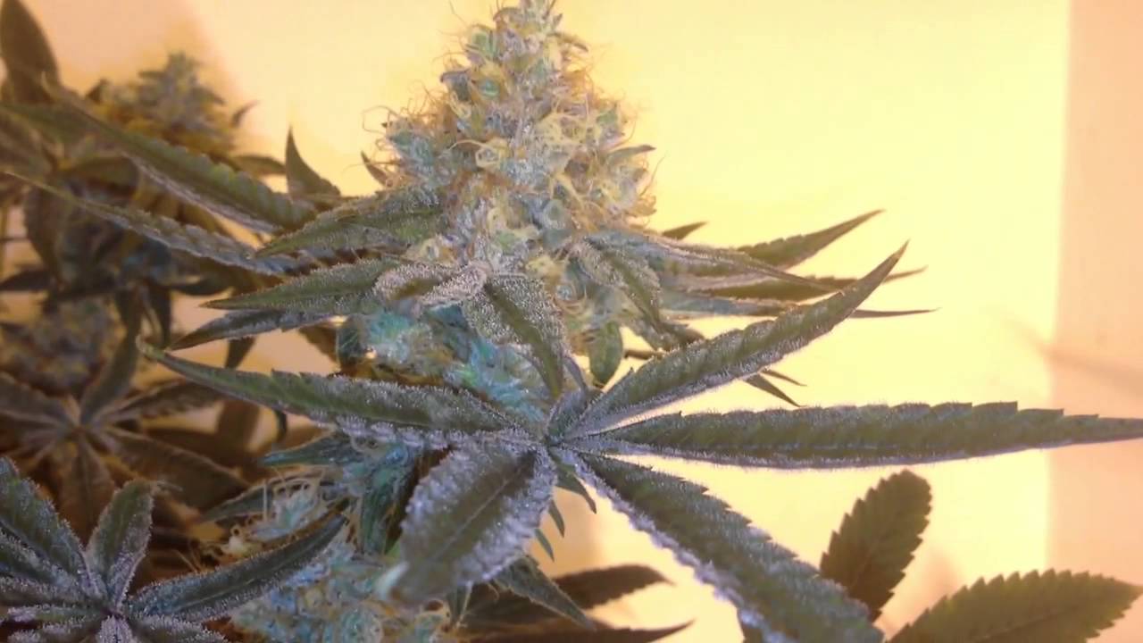 Kush Dreams by DNA Genetics