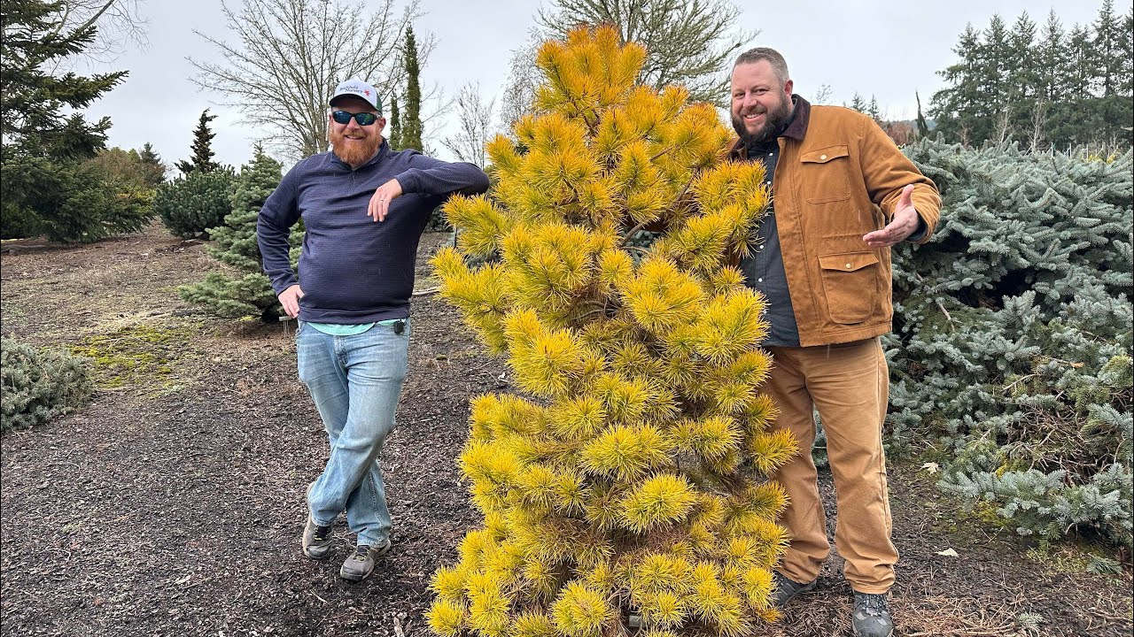 Exploring Yellow Conifers in the Buchholz Garden!