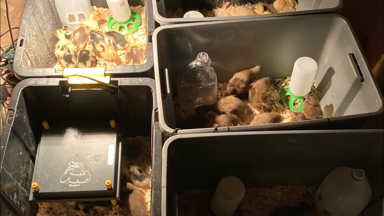 Brooding Ducklings in Totes: Waterer and Daily Care Tips