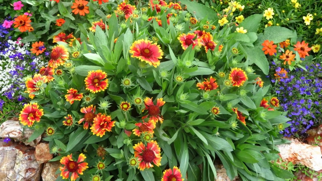 How to Grow Blanket Flower