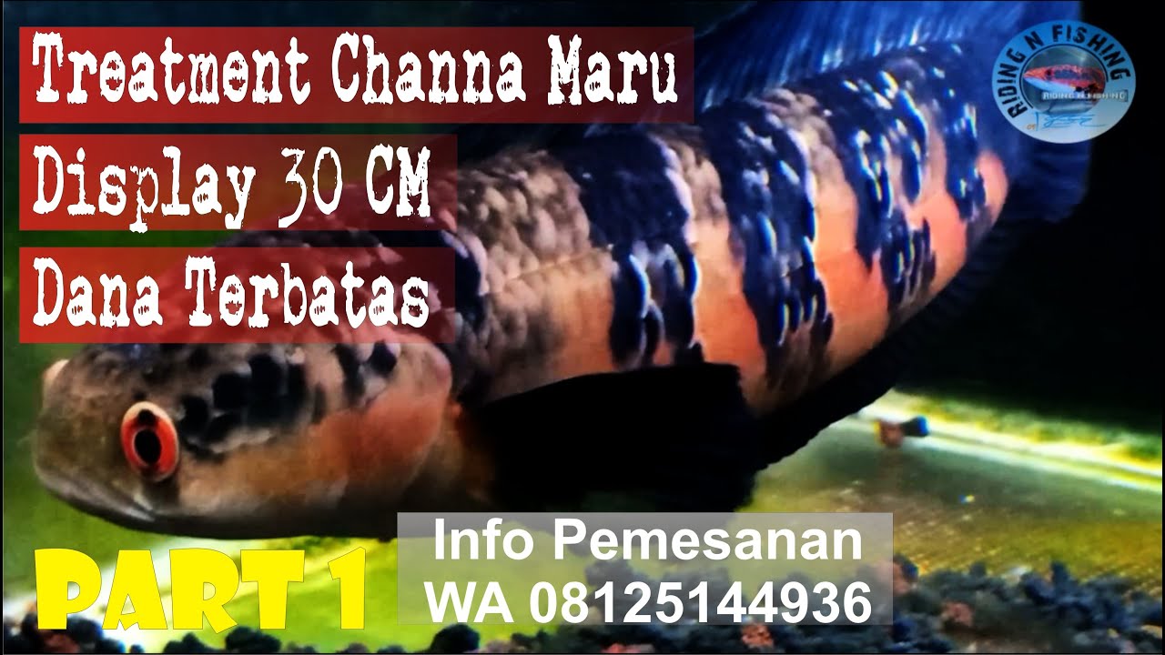 Treatment Channa Maru Display 30 Cm