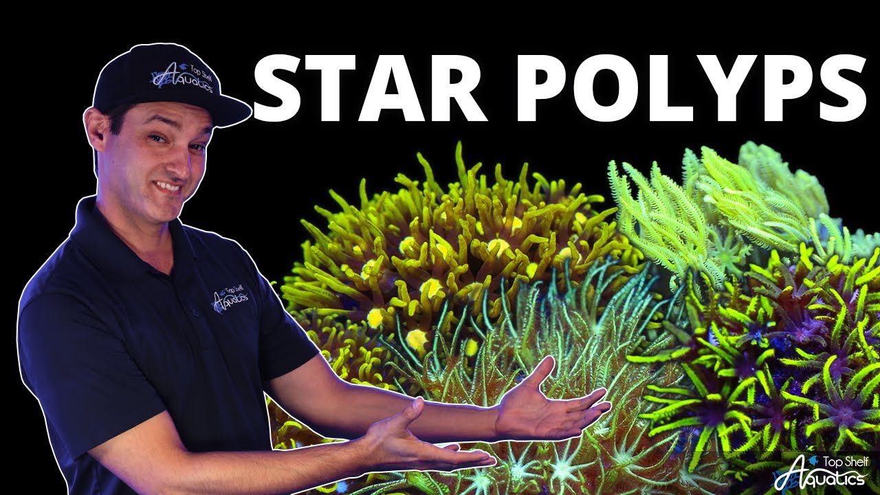 Top Shelf Aquatics' Coral Care Series - Star Polyps