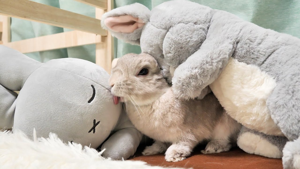 可愛がってるぬいぐるみ達の毛づくろいで忙しいうさぎさんが可愛すぎる