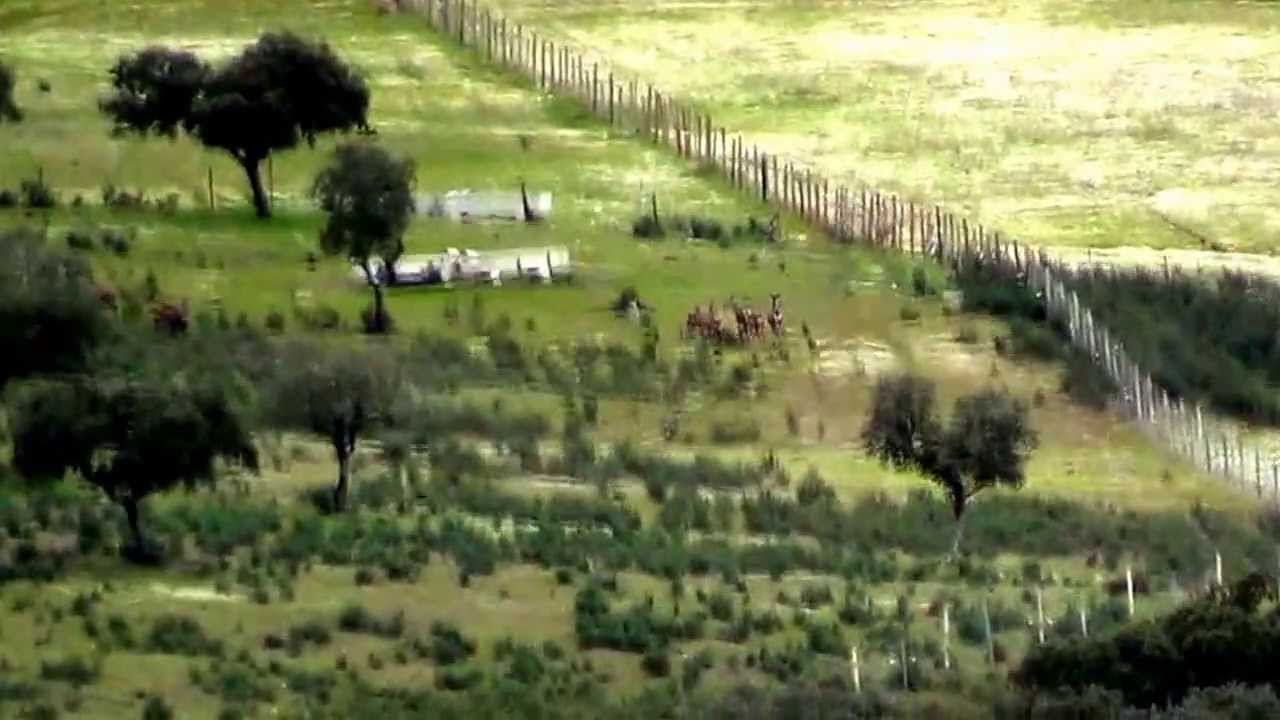 Batida Mato da P&oacute;voa (Nisa)