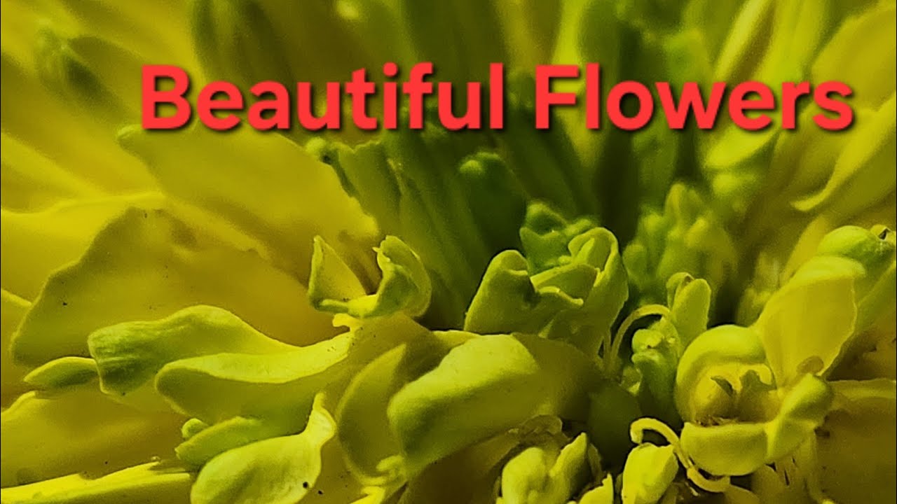 BEAUTIFUL MARIGOLD BLOOMED .💐 NICE BLOOMING. 🏵👌