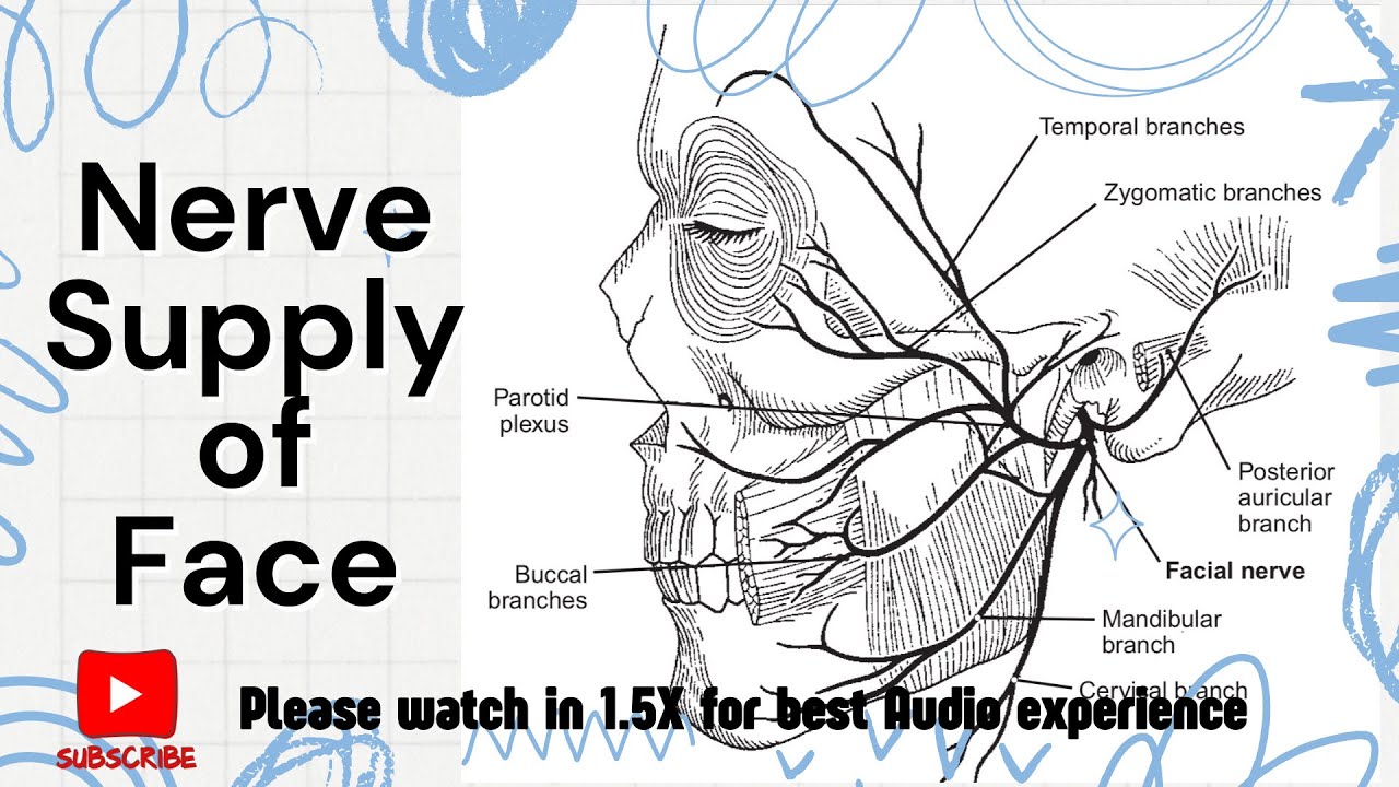 Facial Nerve| Bell’s Palsy| Trigeminal Nerve| Nerve supply of Face