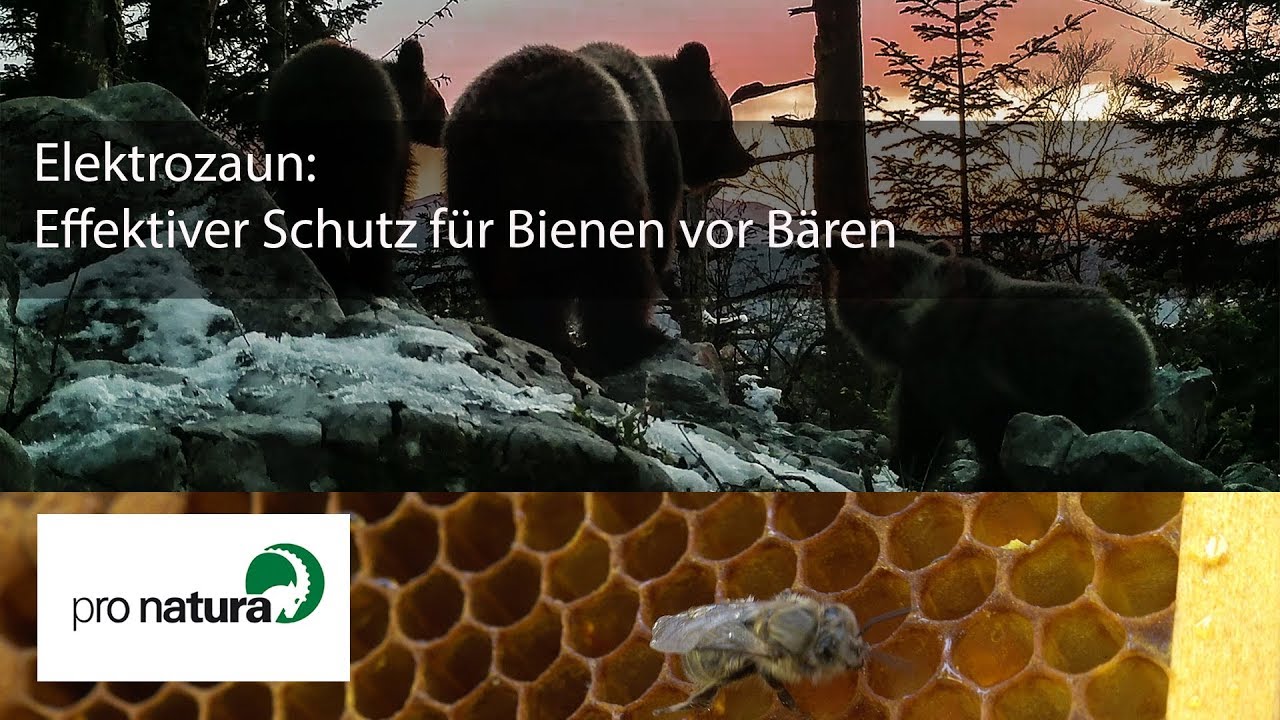 Elektrozaun: Effektiver Schutz f&uuml;r Bienen vor B&auml;ren | Informationsfilm