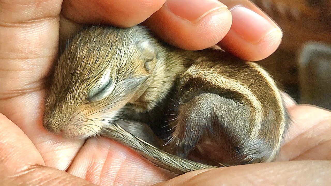 How to care for a Baby Squirrel - 20 Simple tips !!