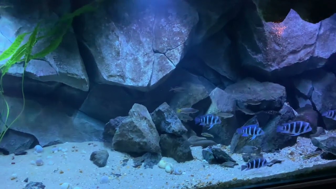 Aquarium biotope lac Tanganyika / Tank africain lake Tanganyika