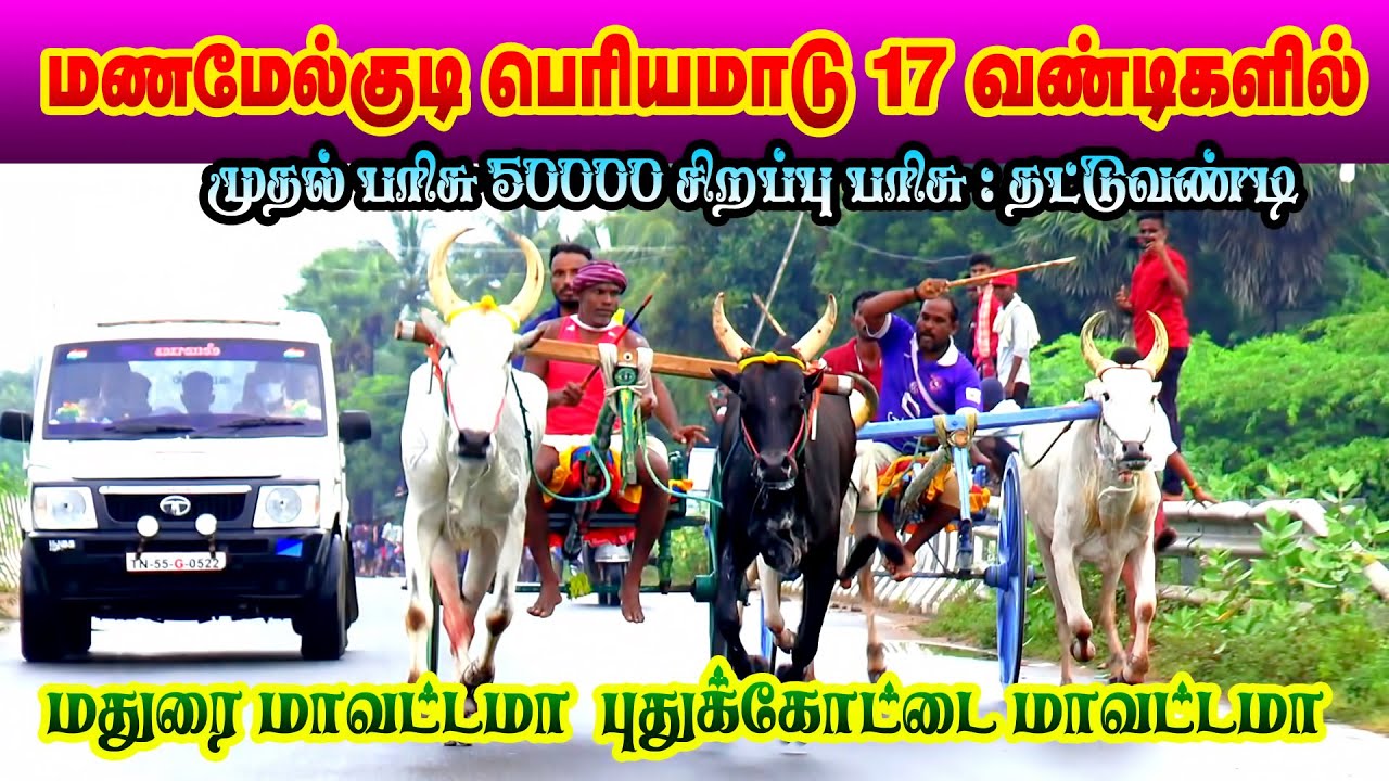 Pudukkottai ||மணமேல்குடி_பெரியமாடு || Perai_raj_studio