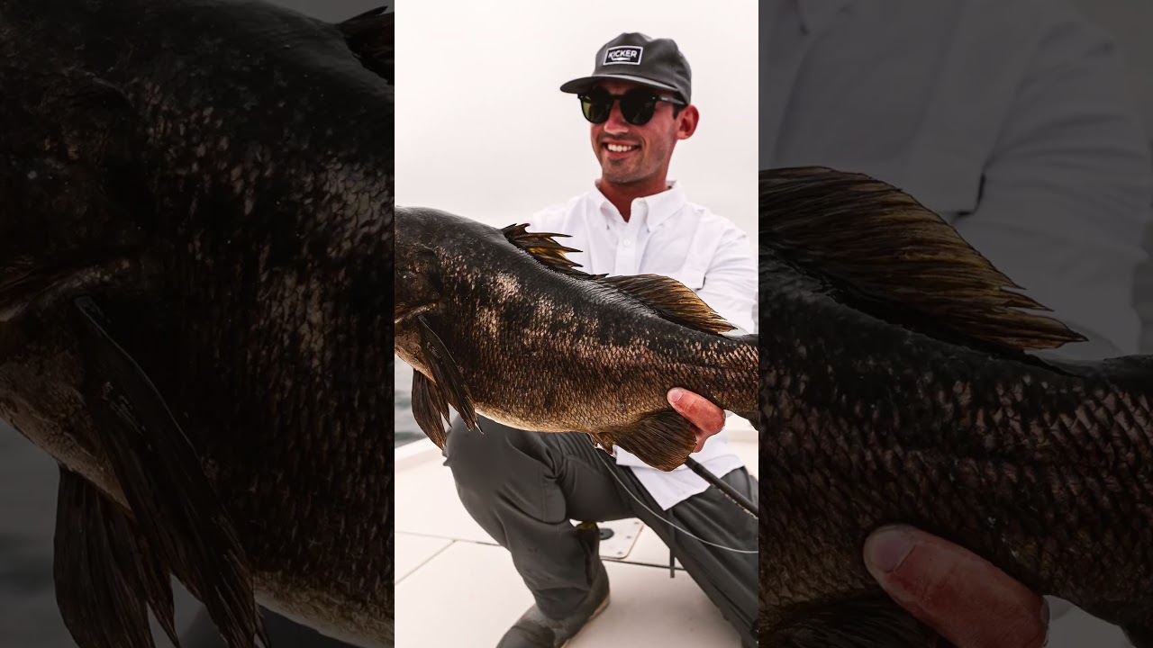 Big Calico Bass Sequence - Kicker Fishing Brand 