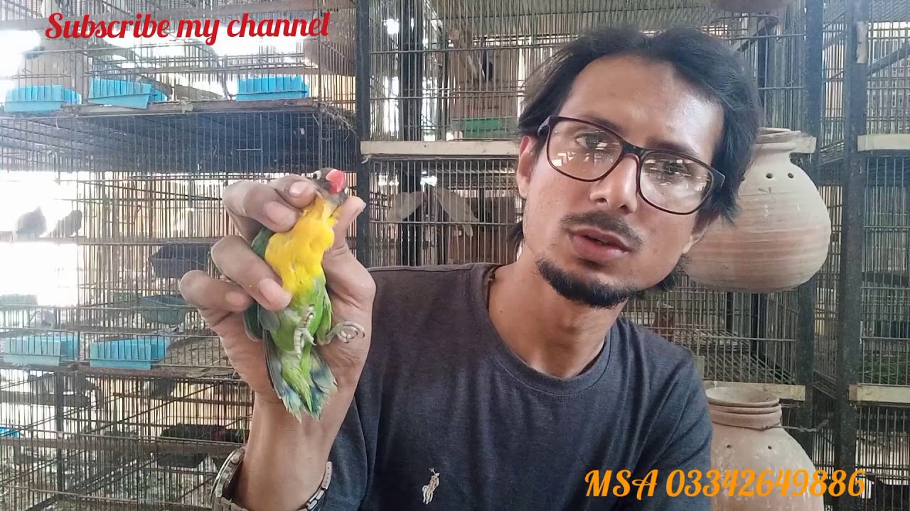Black masket yellow chest Holland bloodline ... New entry in my setup MashaAllah...