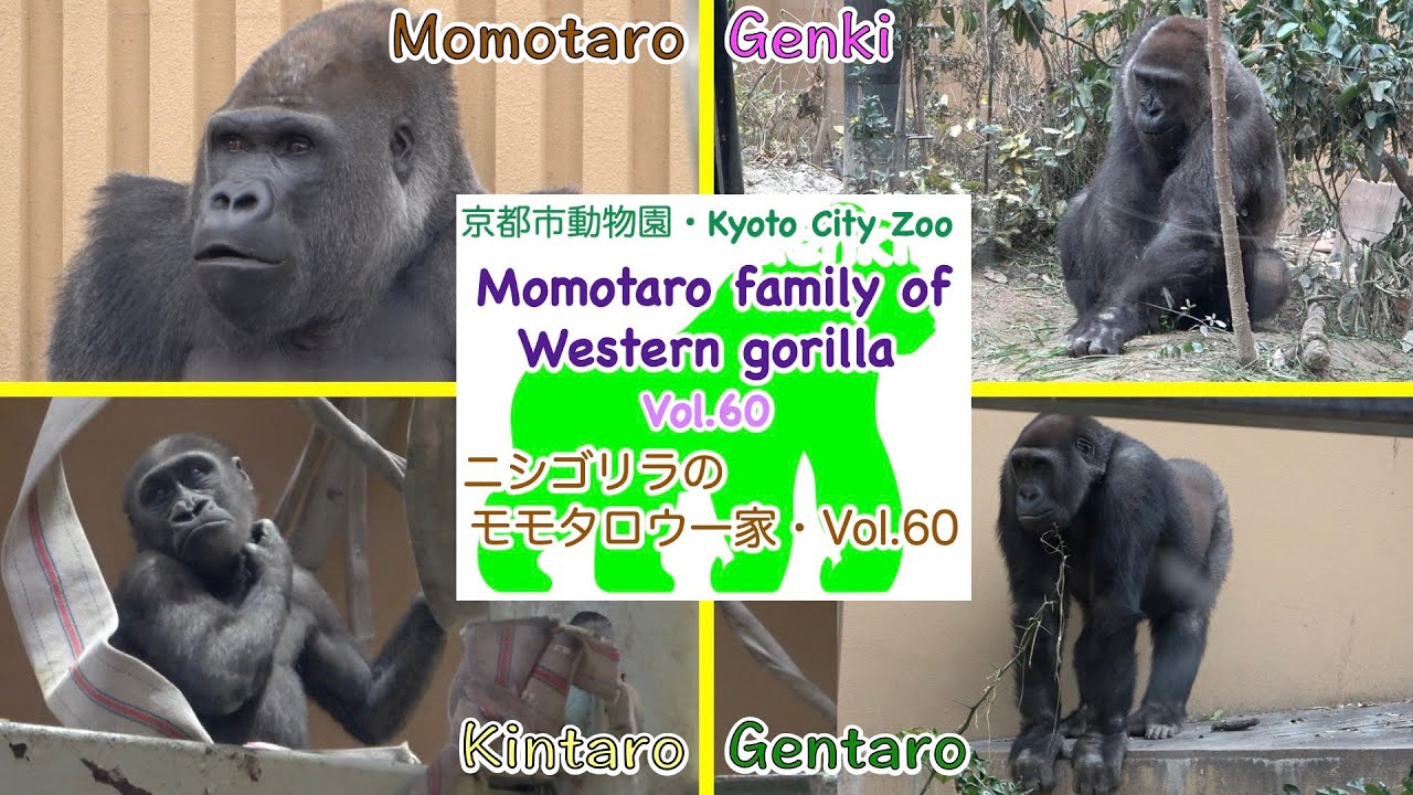【Gorilla】 ゴリラ（ニシゴリラ）のモモタロウ一家・Vol.60　Momotaro family of Western gorilla Vol.60 in Kyoto City Zoo【ゴリラ】
