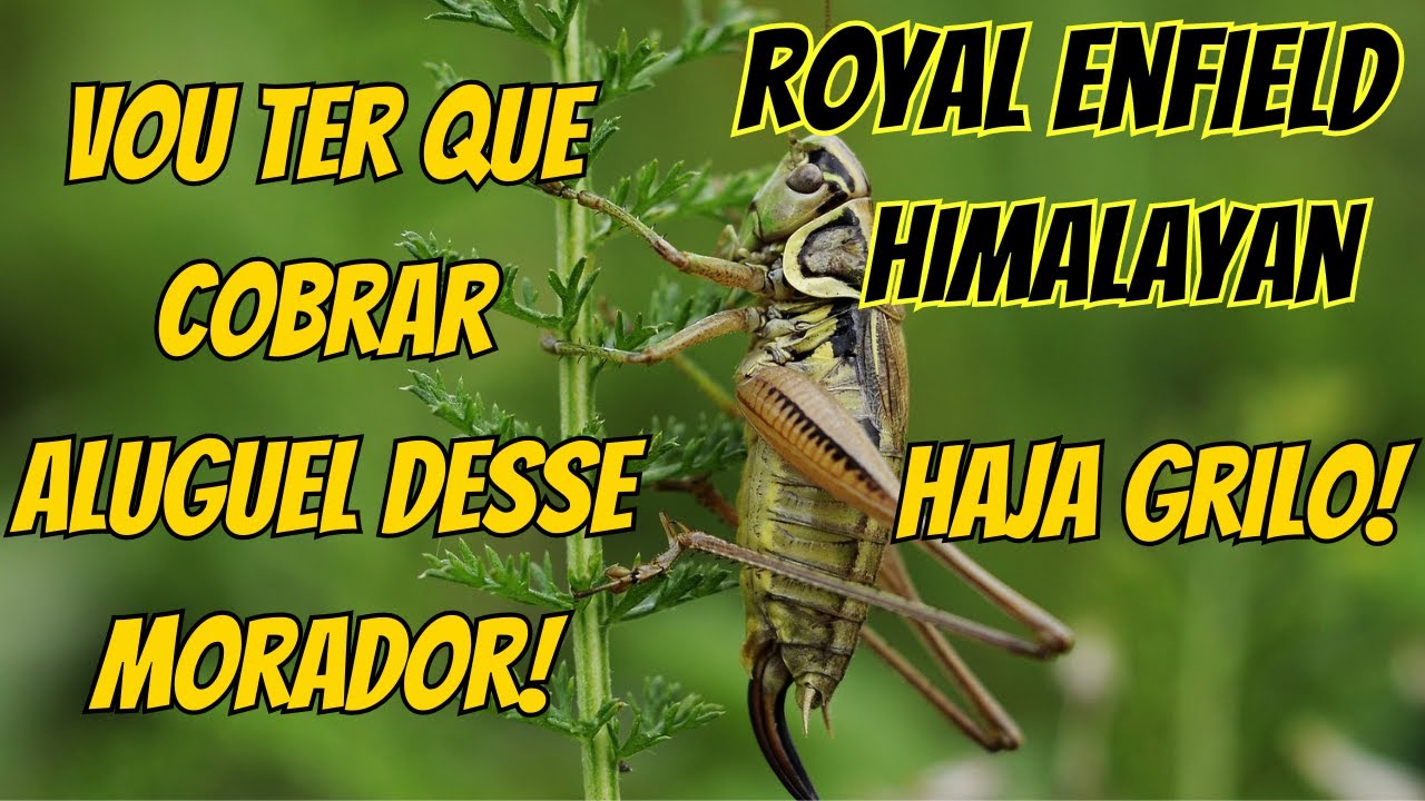 Problema sério no motor? Pré-ignição? Os grilos da Royal Enfield Himalayan