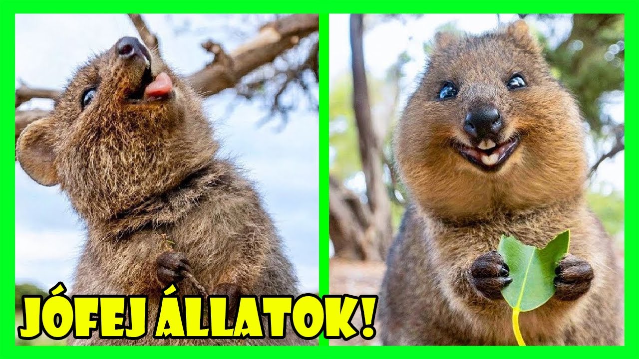 A LEGBAR&Aacute;TS&Aacute;GOSABB &Aacute;LLATOK A VIL&Aacute;GON, AKIK M&Eacute;G SAJ&Aacute;T RAGADOZ&Oacute;IKKAL IS J&Oacute;L KIJ&Ouml;NNEK! - TOPLISTA