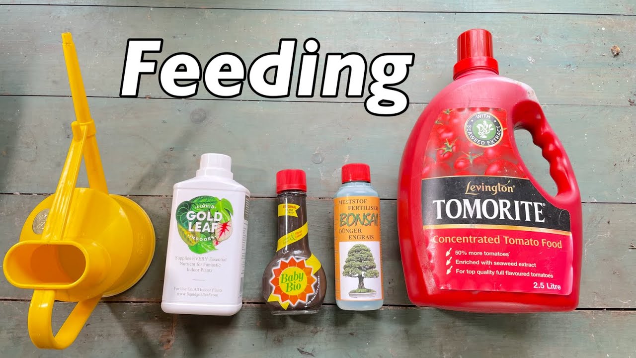 How to Fertilize Your Houseplants for Beginners | Indoor Plant Care Basics