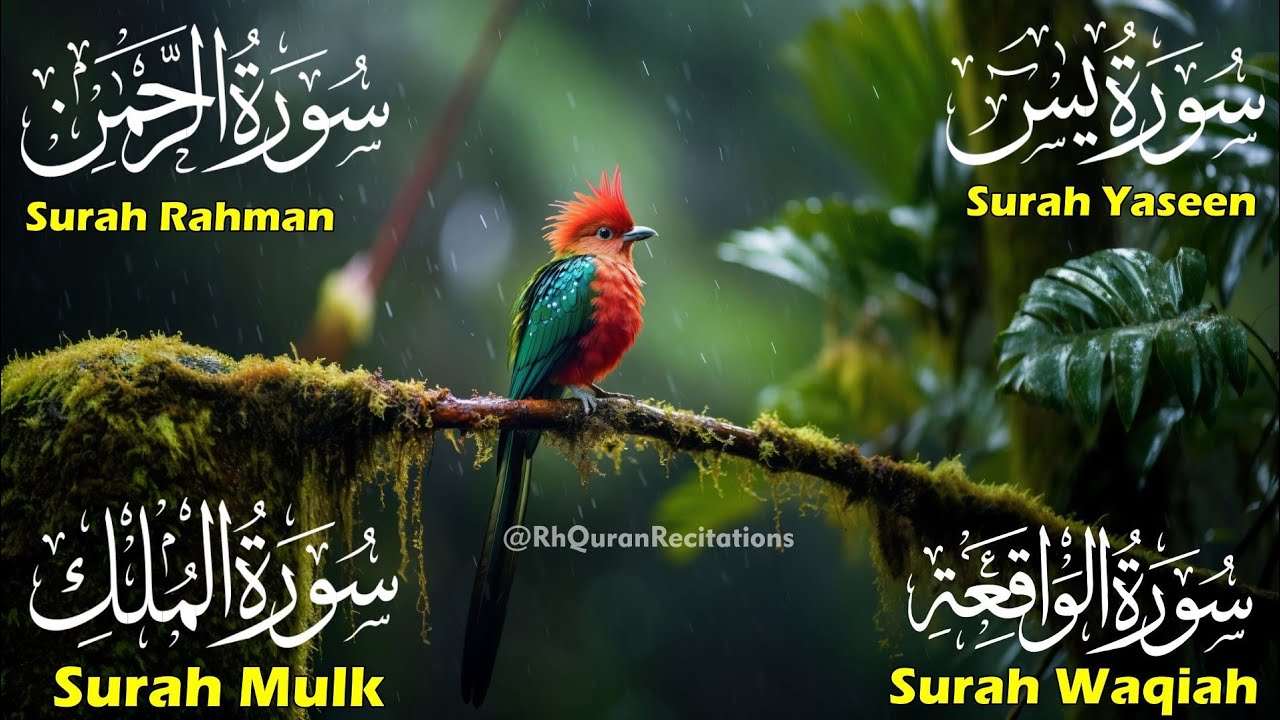 Beautiful Surah Yaseen (Yasin) |Surah Rahman | Surah Waqiah | Surah Mulk | Ep 76