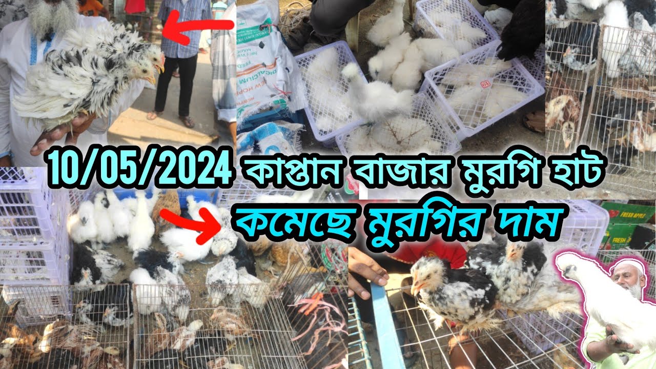 10/05/2024 কমে গেলো মুরগির দাম কাপ্তান বাজার মুরগি হাটে,kaptan bazar hat#chicken_hat  #asikandpets