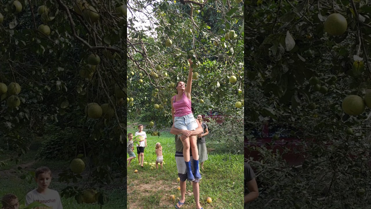 Harvesting Grapefruits #grapefruits #offgridliving #homesteading