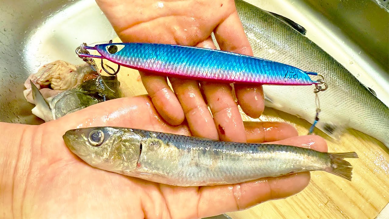 【究極のマッチザベイト！】この巨大イワシを丸呑みにしていた魚の正体とは...