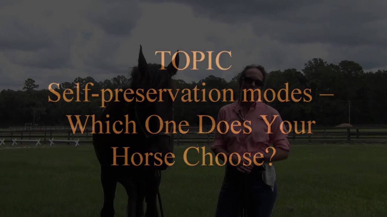 Understanding Horses - Module 2