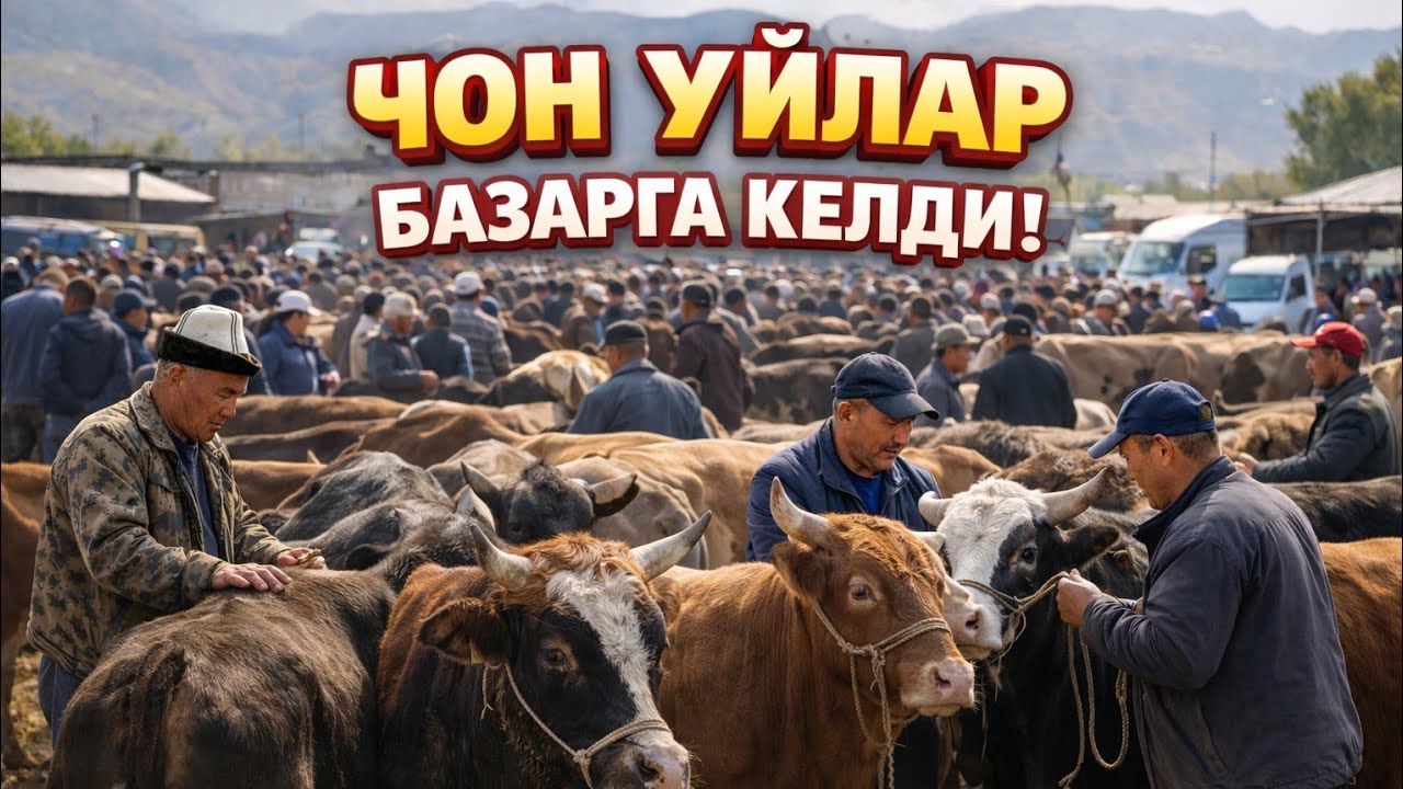 01.03.26 Учкун мал базары туугандар #кыргызстан 