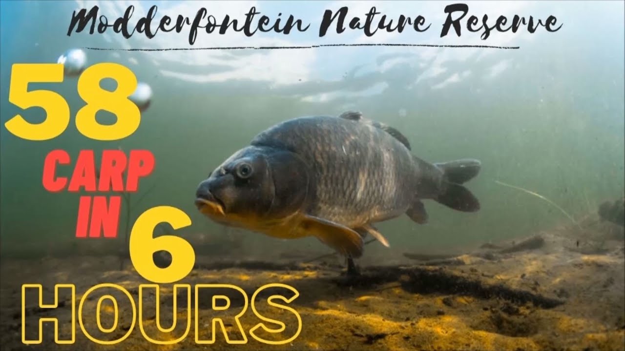 58 Carp in 6 Hours