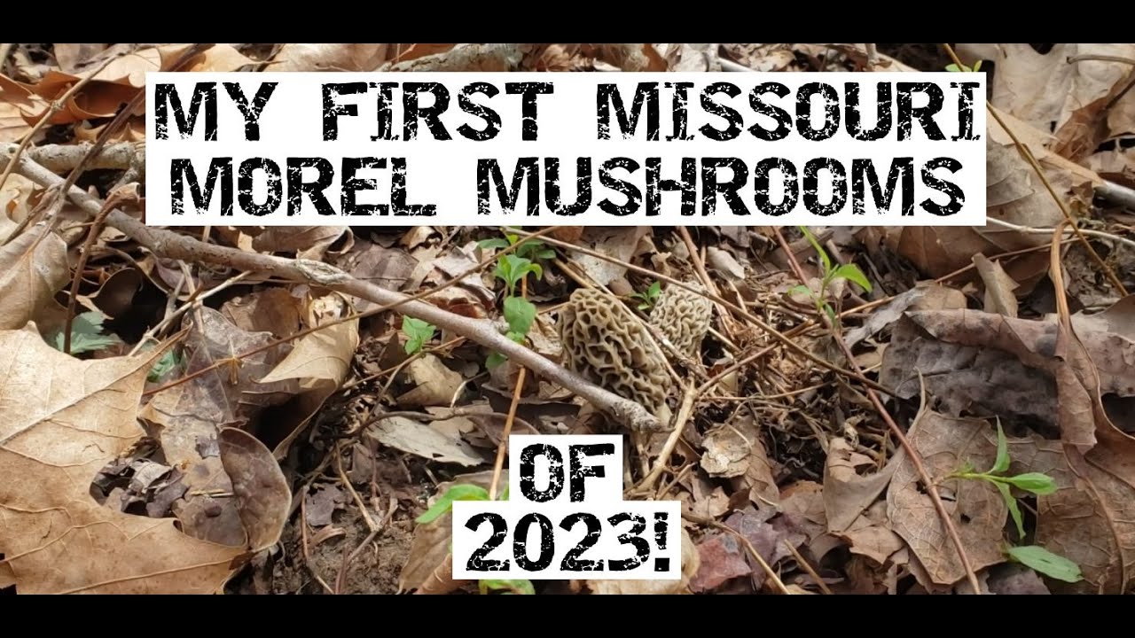 Finding My First Missouri Morel Mushrooms Of 2023!