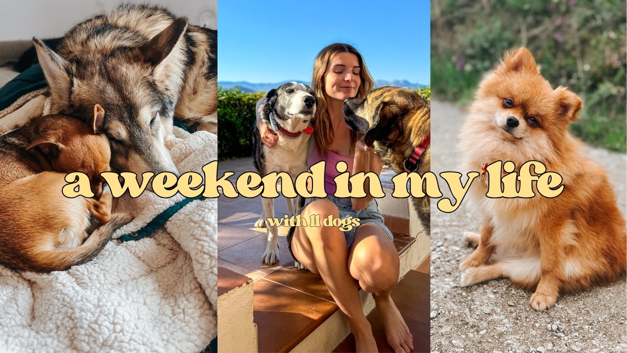 weekend in my life in spain with 11 dogs | avocado picking, dogs, birthday party, andalusia - VLOG 1