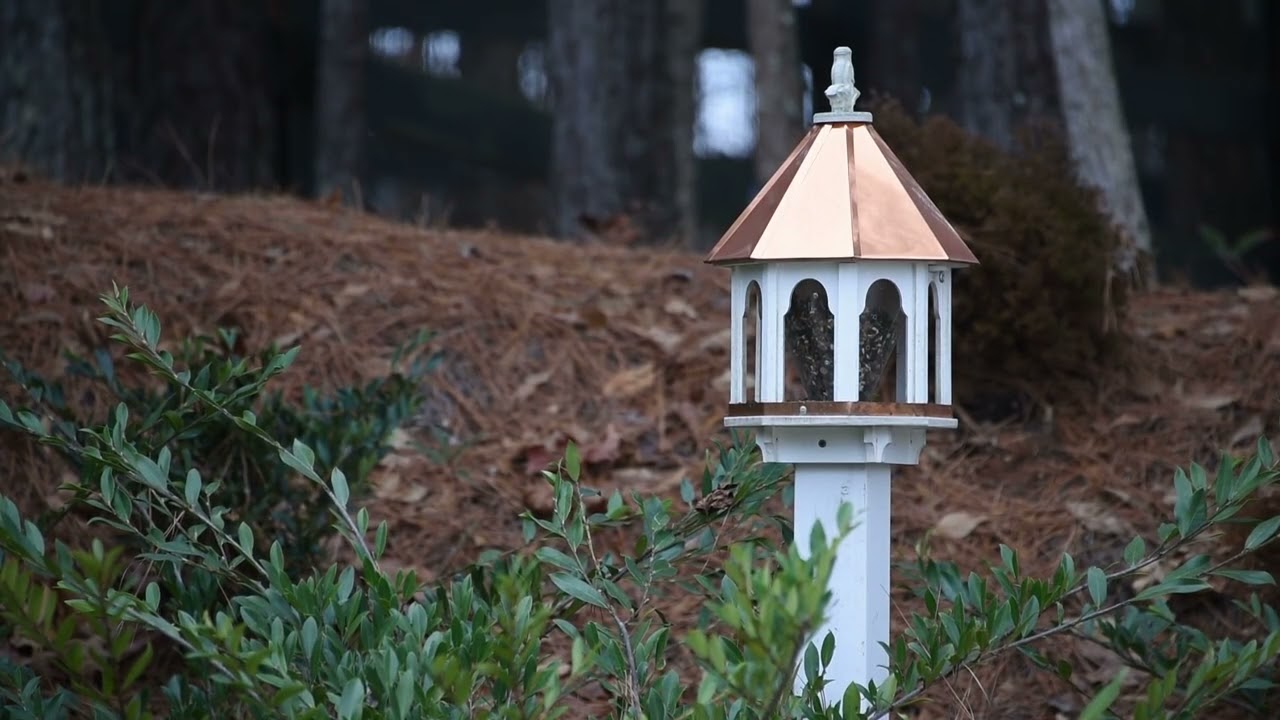 Episode 2 | Wind | Ambient Noise from the Backyard before Winter Storm Fern