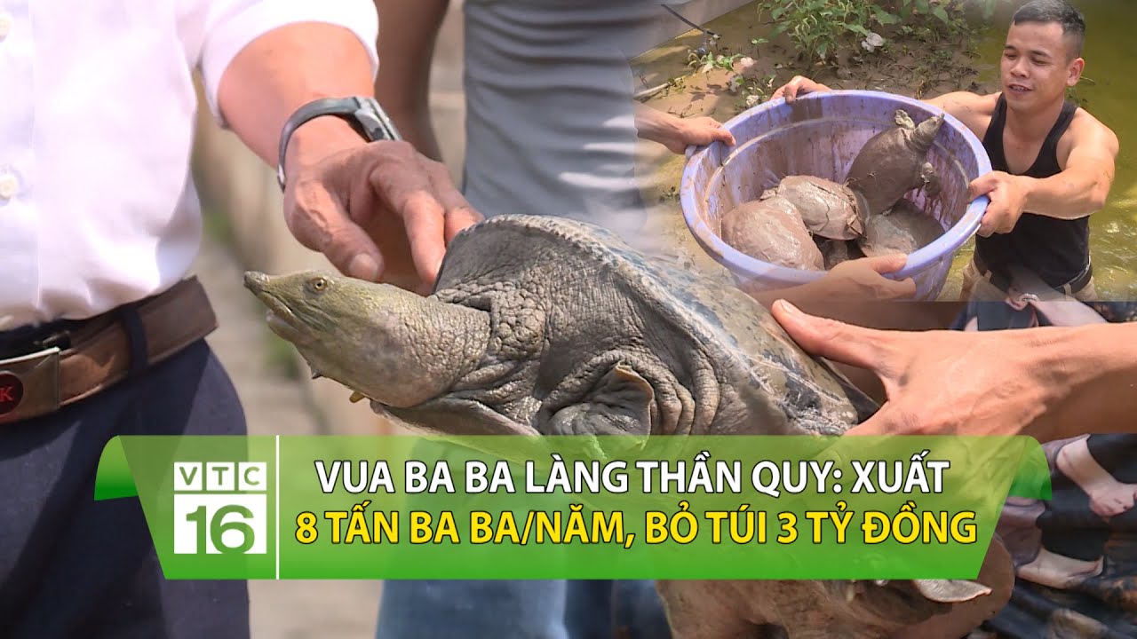 Vua ba ba làng thần quy: Xuất 8 tấn ba ba/năm, bỏ túi 3 tỷ đồng | VTC16