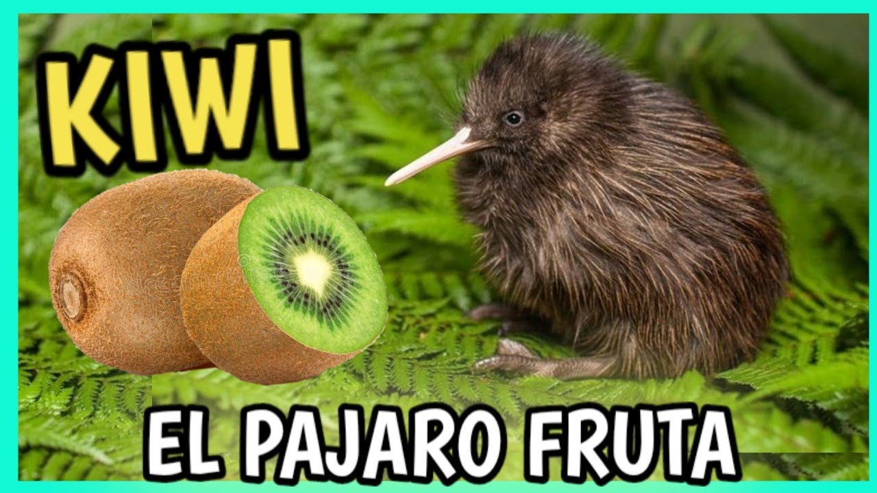 KIWI AVE más EXTRAÑA y SIMPATICA ❤️🥝🐦| Documental, Te robara el ❤️