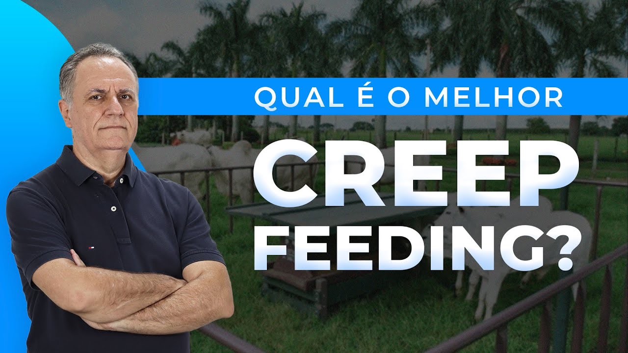 Diferentes níveis de suplementação no creep feeding
