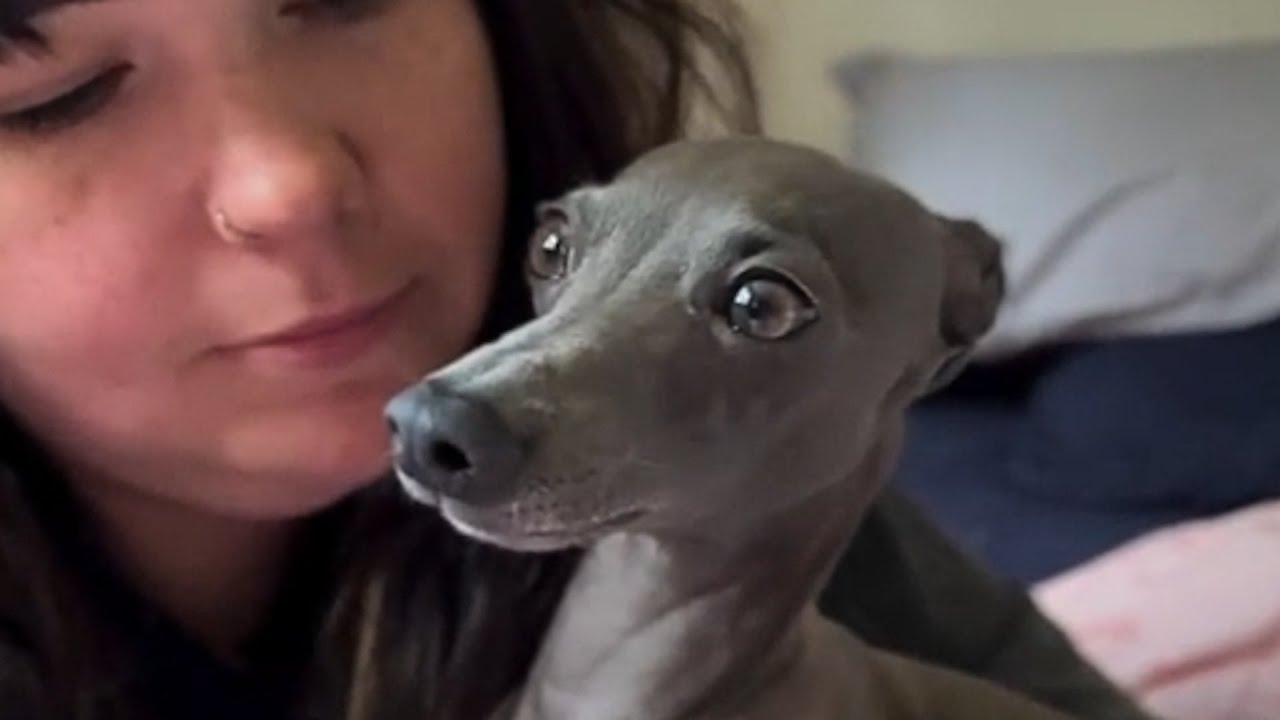 Dog hilariously tries to talk human