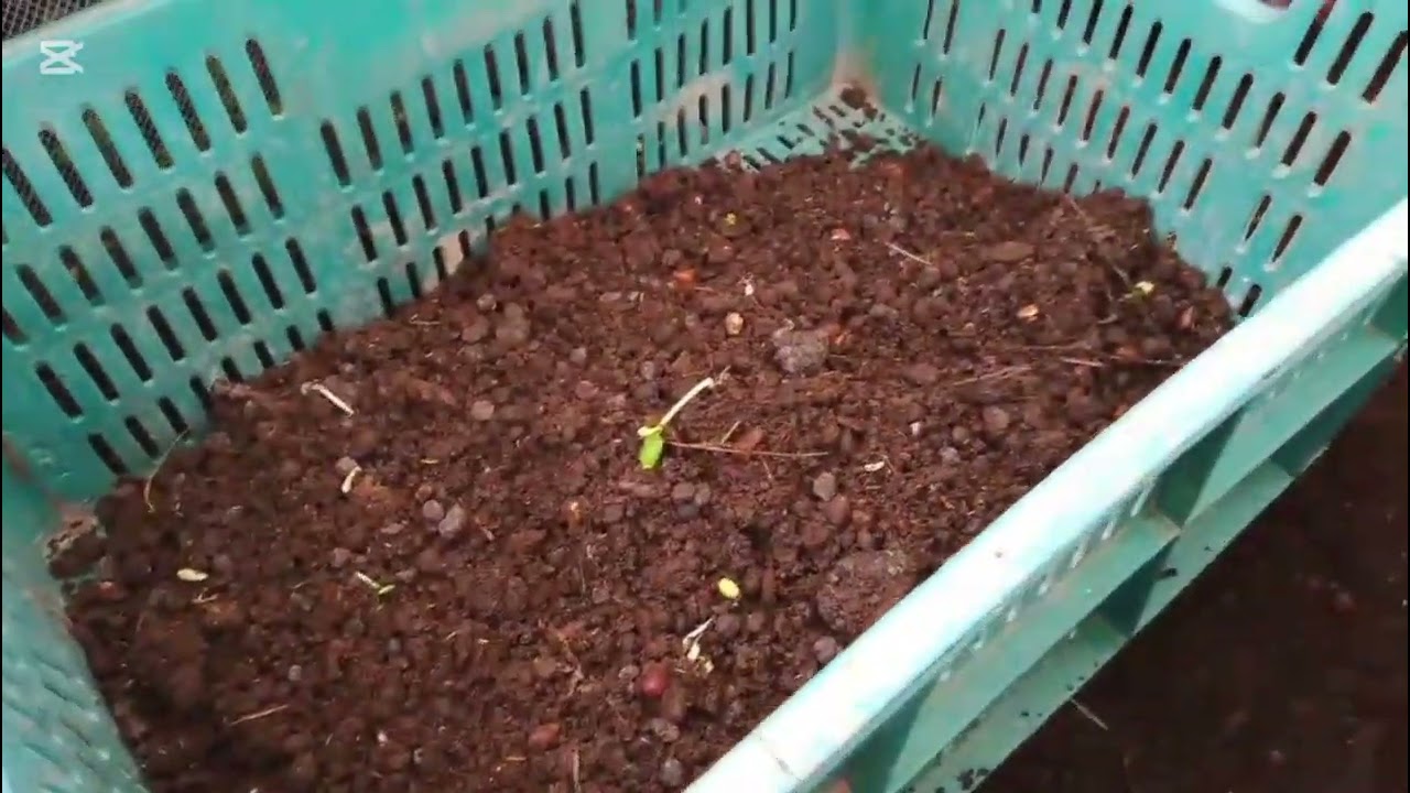 Lombricultura ó Vermicultura - Humus Sólido y líquido. 