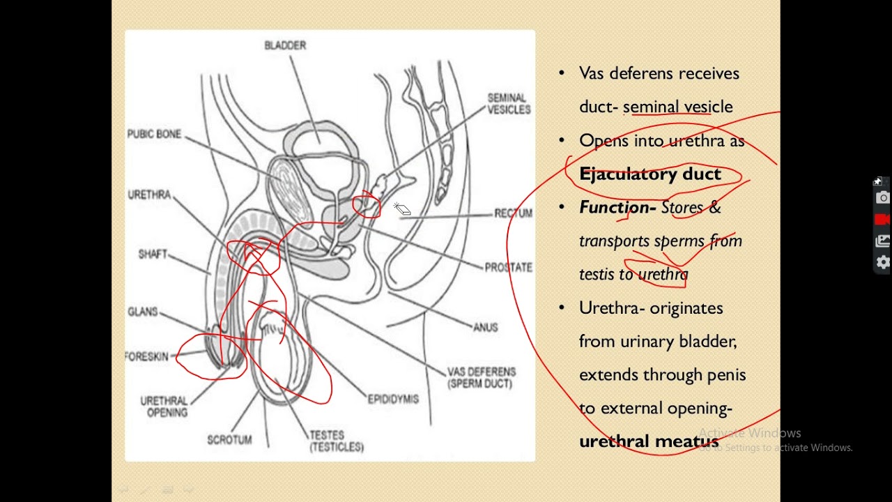human reproduction class12 ncert
