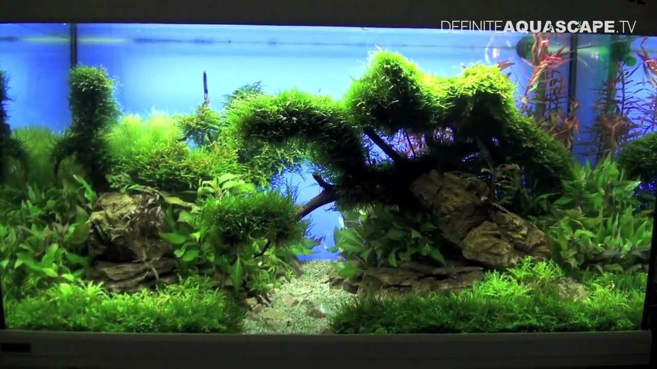 Aquascaping - The Art of the Planted Aquarium 2013 XL, pt.3