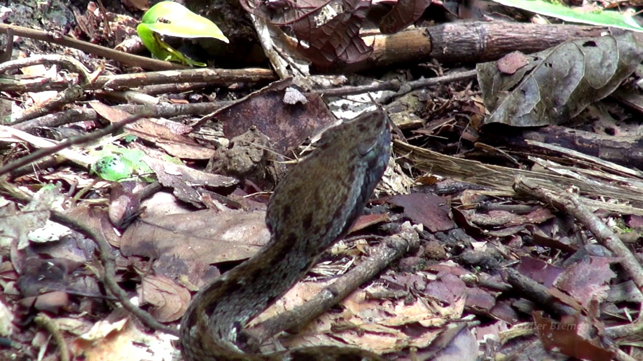 GUYANE - KWA - Bothrops atrox, le Fer de lance commun,  Mapanare, Macagua, Jaracac&aacute; amarilla