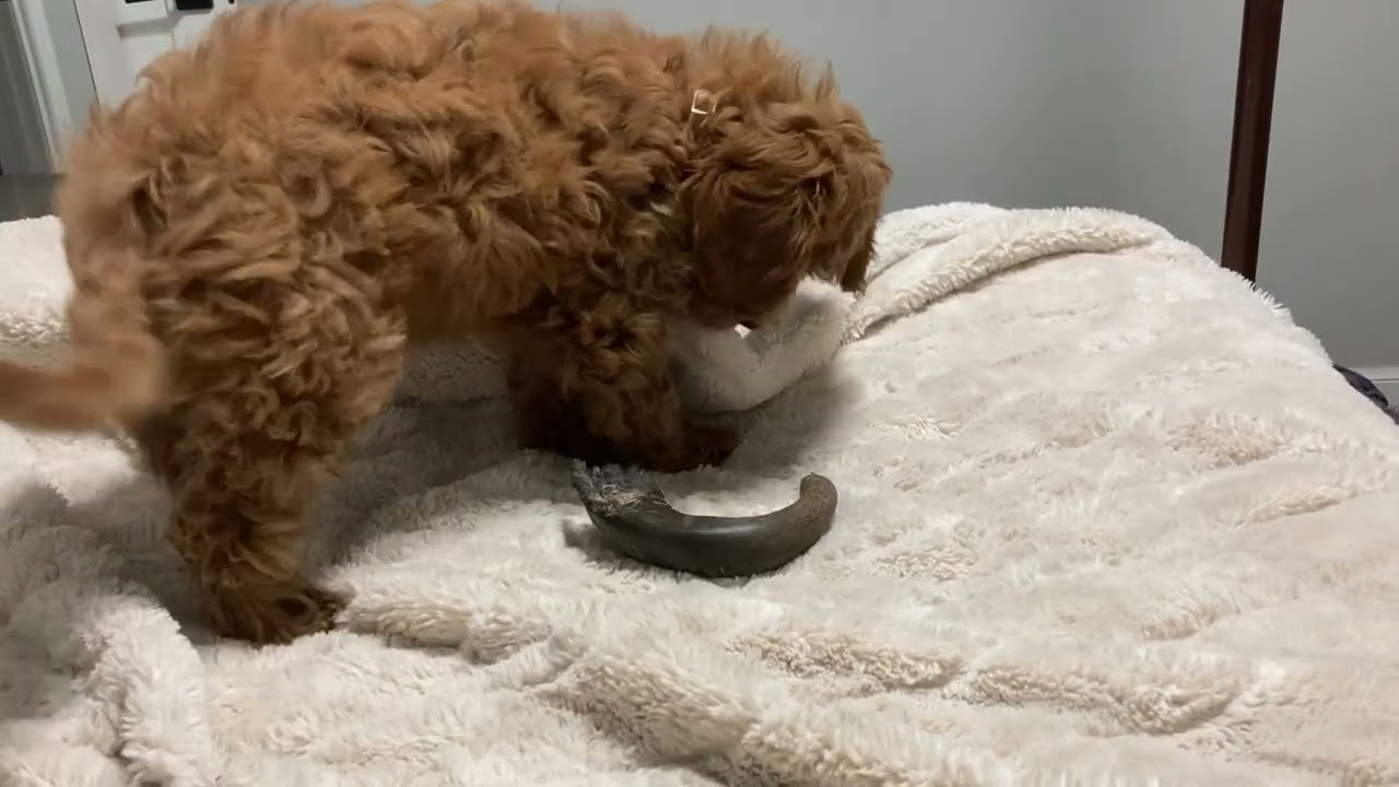 Ruby chewing on a bone. Relaxing water sounds playing in background. ASMR for sleep