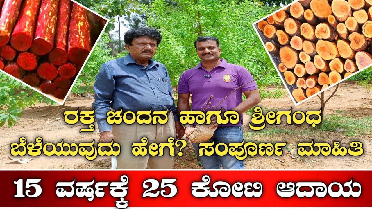 ರಕ್ತ ಚಂದನ ಹಾಗೂ ಶ್ರೀಗಂಧ ಬೆಳೆಯುವ ಸುಲಭ ವಿಧಾನ|Red sandal farming|white sandal|Sandal wood farming|sandal