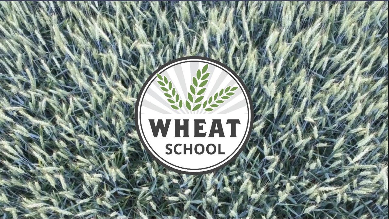 Wheat School: Learning from 148 bu per acre grower Jeff Cook