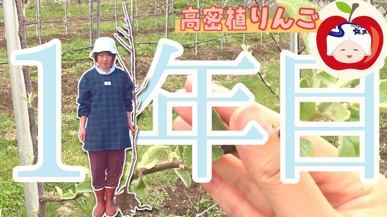 【第1回】りんごを苗から育ててみた【高密植栽培2019】