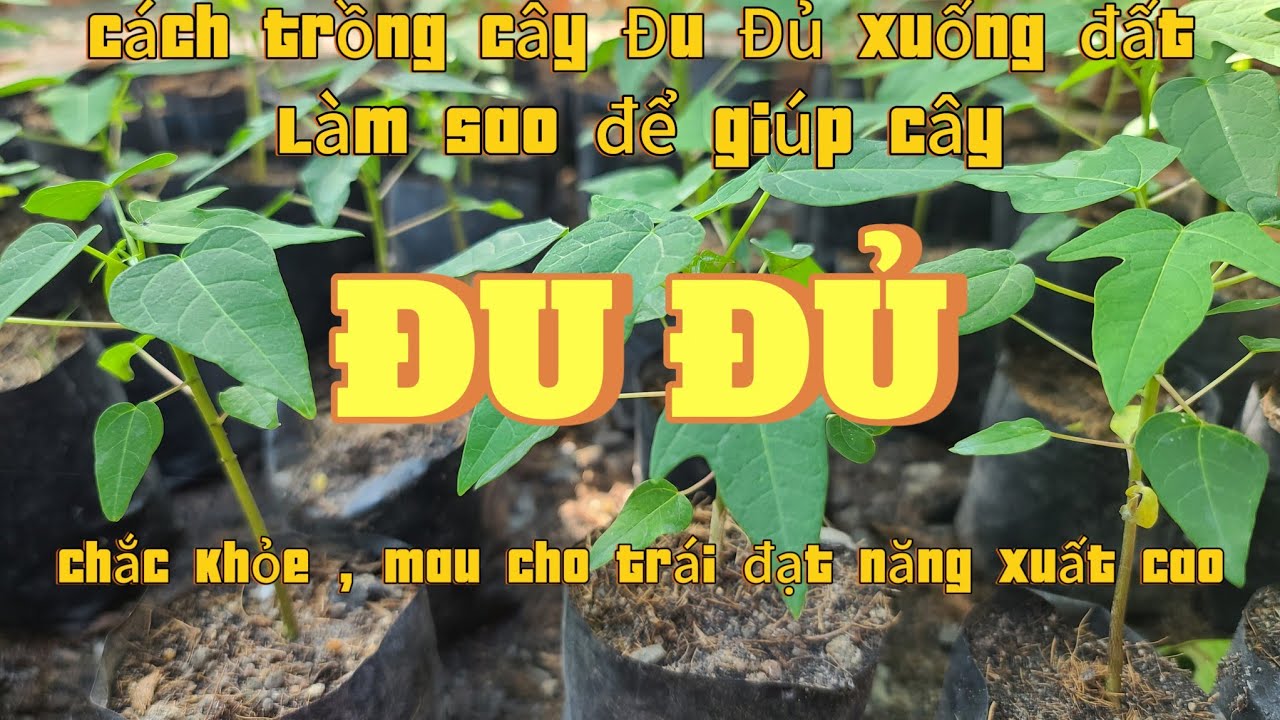 EP 7 : Cách trồng giúp cây 