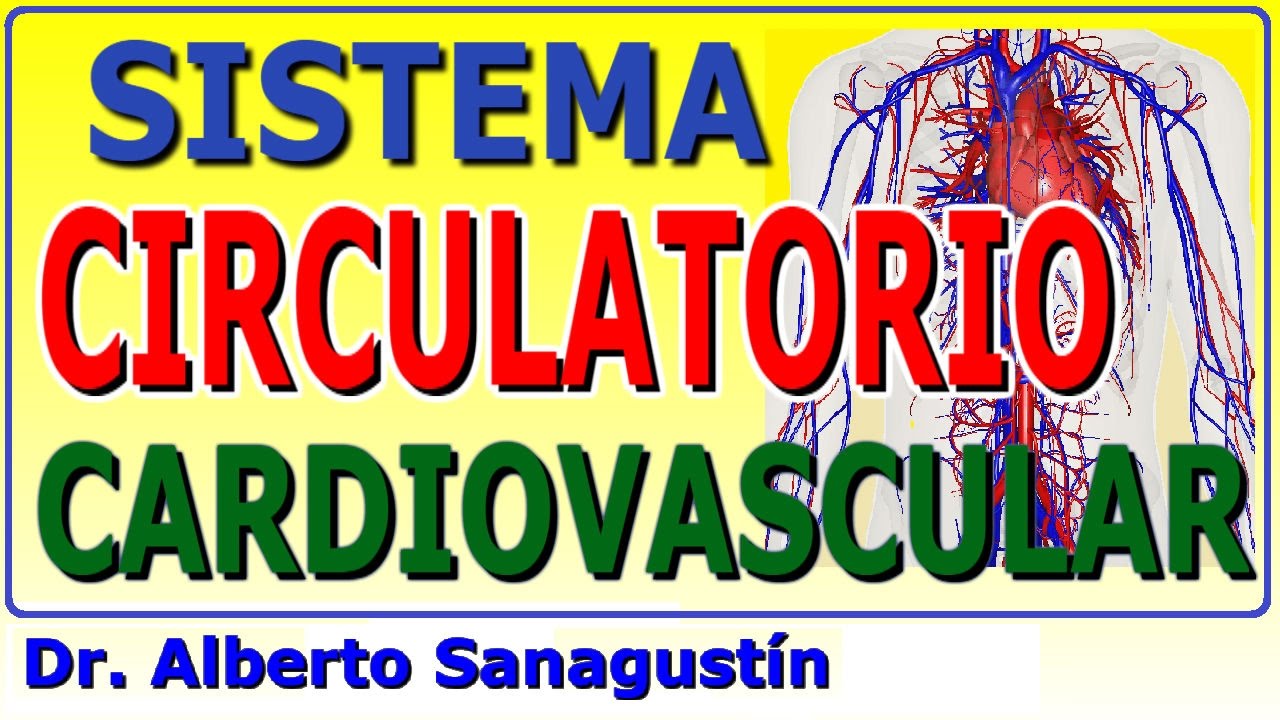 SISTEMA CIRCULATORIO - CARDIOVASCULAR explicado FÁCIL: anatomía y fisiología