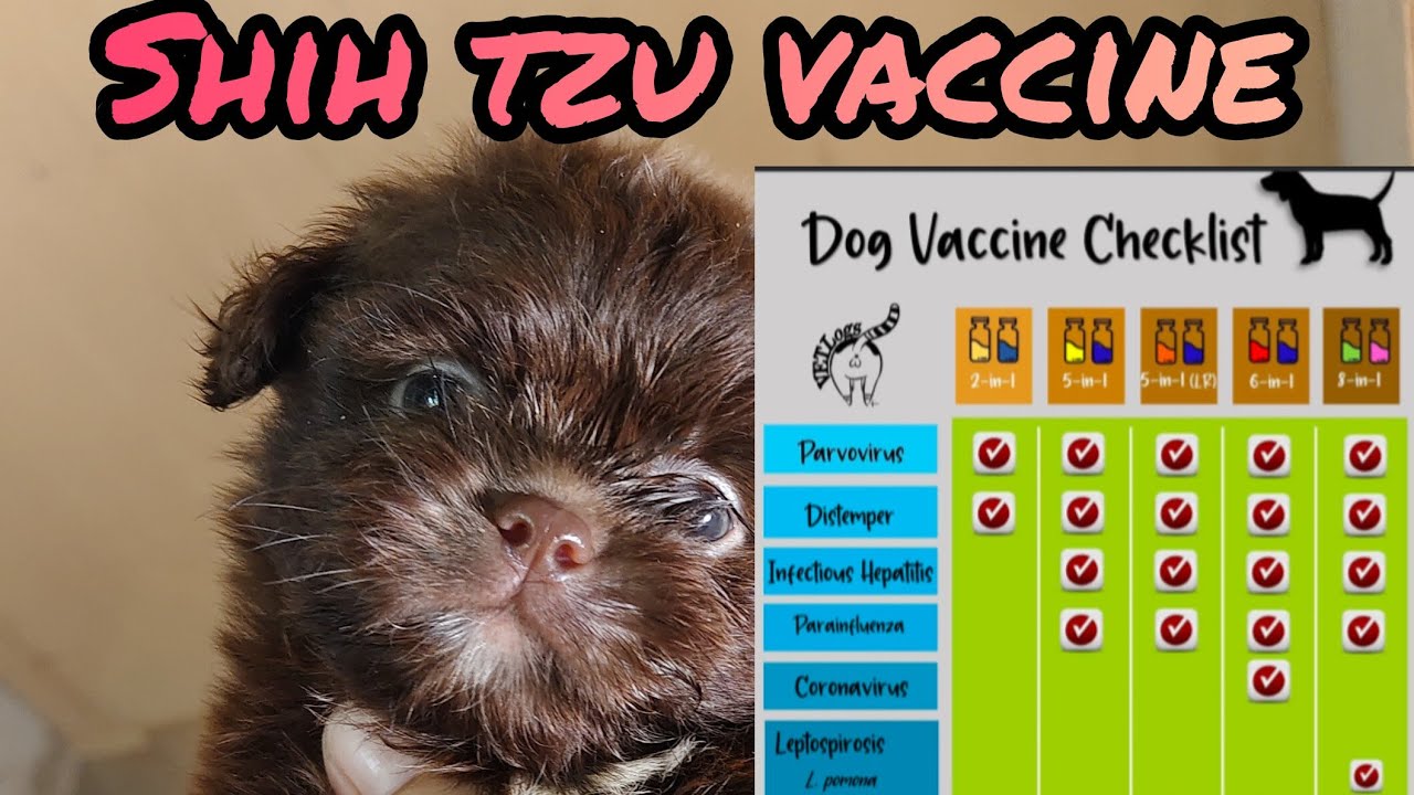 First Vaccine shih tzu        # vet clinic 