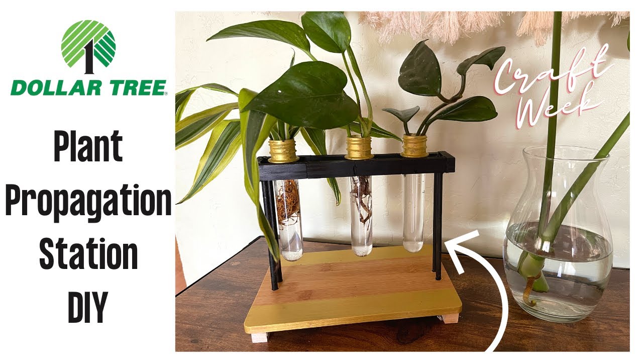 PLANT PROPAGATION STATION DIY | DOLLAR TREE CRAFT WEEK 2021