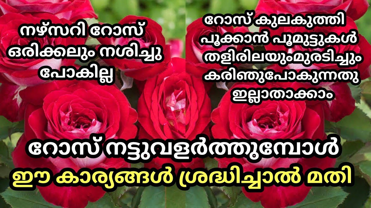 Rose plant complete care in malayalam /റോസാ ചെടിയുടെ പരിചരണം /Rose gardening Tips/ Nursary Rose Care