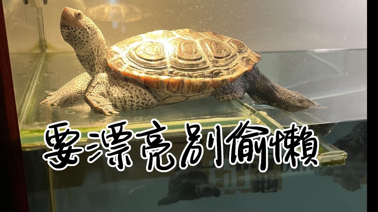 輕鬆養澤龜EP6 日常甲殼維護要刷澡!!!【簡單養好澤龜】
